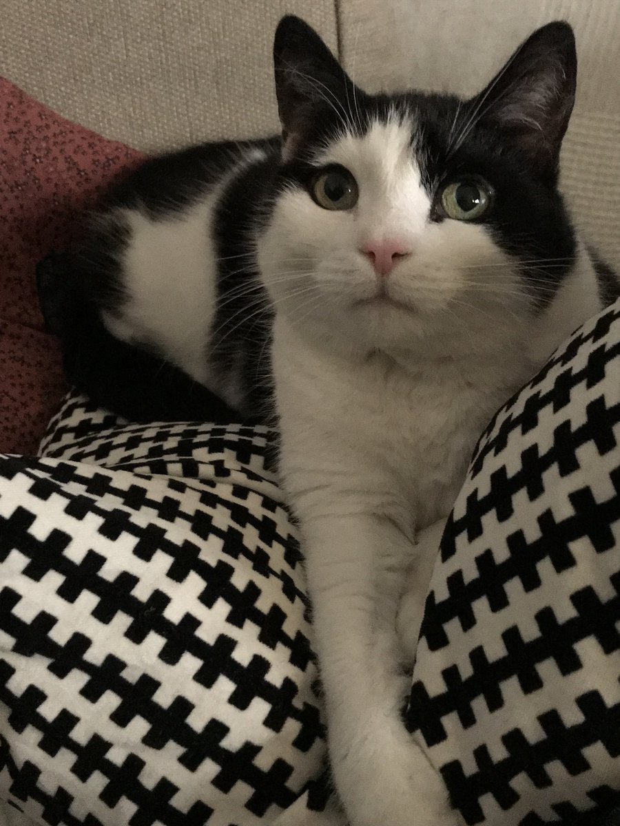 Gedankenleine's tweet photo. „Sie liegt da so ruhig, still und FRIEDLICH!!“ vs. „DAS IST MEIN PLATZ!!!“

#terrorcat #trauniemalsetwasflauschigem https://t.co/ajtOqBXe7C