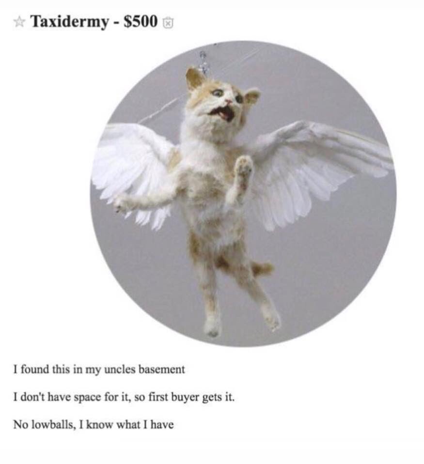 _Jess_Mc_'s tweet photo. @CrapTaxidermy here’s a new one 🤣 https://t.co/5uS08YtwPr