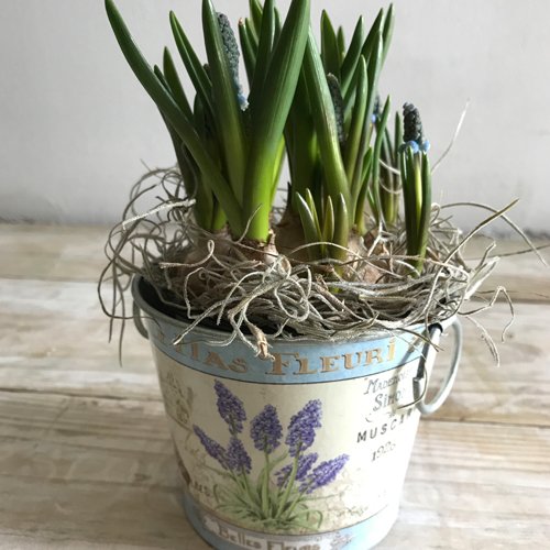 How pretty is this potted Muscari!! It would make a perfect floral gift for Mothers Day this coming Sunday. Pop into Funky Flowers HQ on the London Road Wokingham this week and pick up something unique that she will love!

#mothersday #giftideas #floralgift #wokingham #berkshire