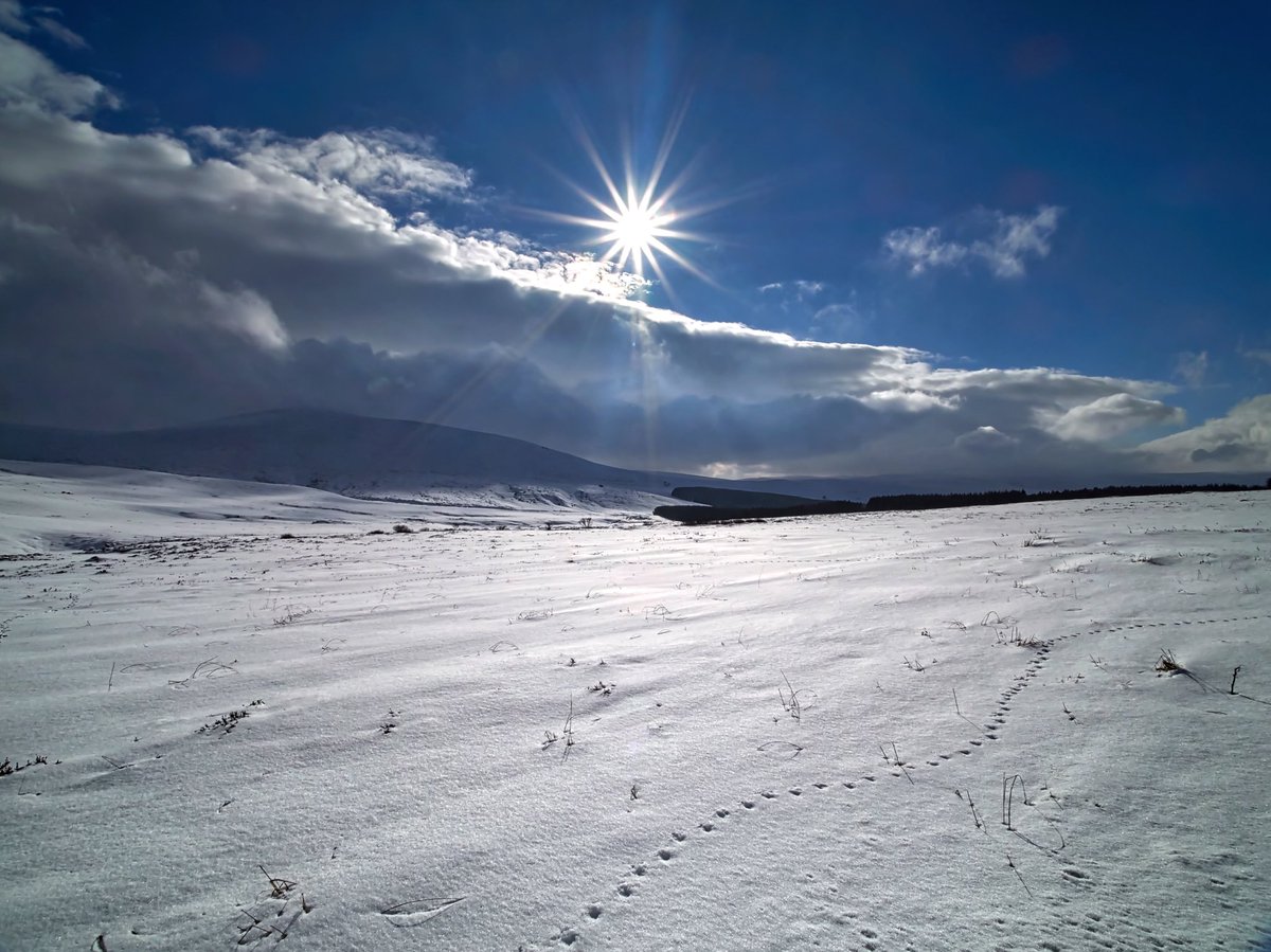 jim___frost's tweet photo. Here’s a novelty ☀️ A welcome return #Aberdeenshire #Cabrach #Wecht https://t.co/v3oMX7EQ0T