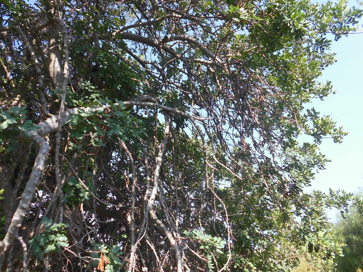 VisioneCurativa's tweet photo. I lignani di cui è ricca la carrubba sembrano avere effetti terapeutici su infezioni urinarie, prostatite ed alcuni tipi di cancro legati agli estrogeni. #scienza #natura #fitoterapia #salute https://t.co/Dcx8ChMuu8 https://t.co/eoodKBLUcO