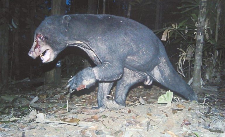 WCS Newsroom tweet media