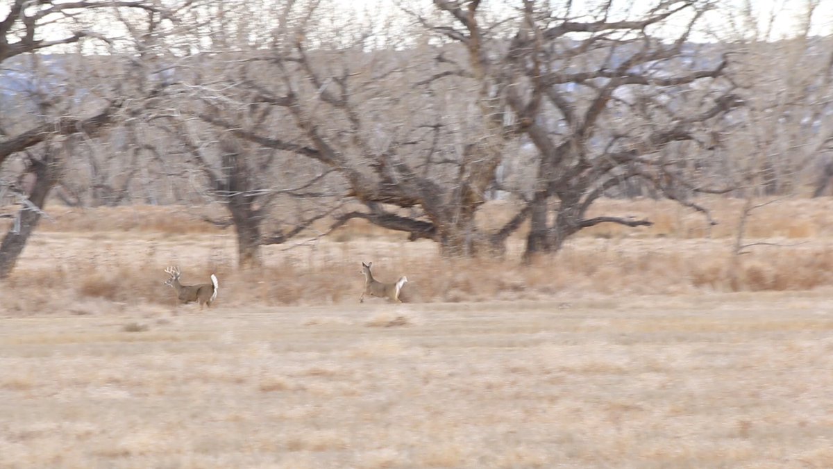UOPLLC2018's tweet photo. Whether its with a bow, a firearm, or just a camera, it is very humbling to build a connection with an animal. We can't get enough of it! #fuelthefire #avidhunter #WeAreHunters #stayelevated #connection #thisisconservation #allraksmatter #MadeToHunt @VortexOptics @PhoneSkope https://t.co/x7uifPuS8B