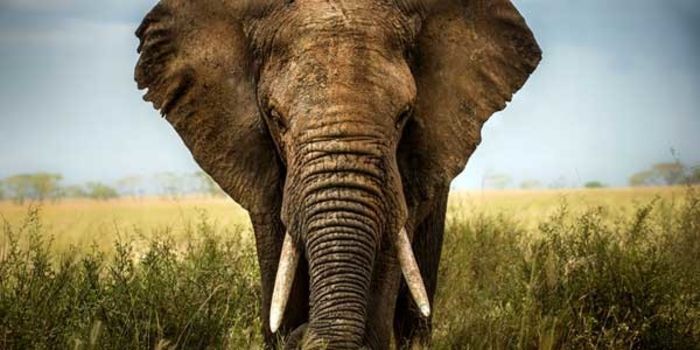 navigatingpod's tweet photo. Yesterday's headline: "Trump Administration Quietly Decides — Again — To Allow #ElephantTrophy Imports" Our voices must be heard! Let's keep signing and sharing this petition https://t.co/2ovsBnAYJ9 #ElephantTrophyBan @JoeBillionz @BBergstrom10 https://t.co/YJk3zgZ5ba
