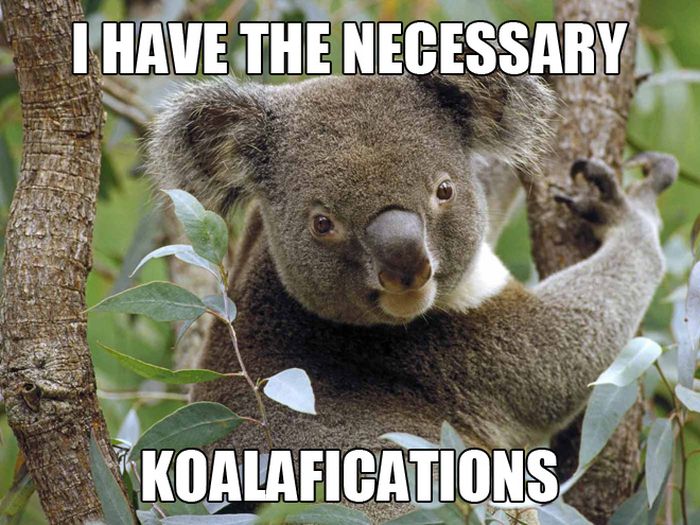 CRCAscreening's tweet photo. Always confirm that your #candidate has the "koalafications" needed for the job you are hiring for - and get a #background check! :) :) 
#crcascreening #backgroundscreening #hr #knowbeforeyouhire #hrcompliance #employmentscreening #hiring #employment #screeningservice https://t.co/qhI7unY1yB