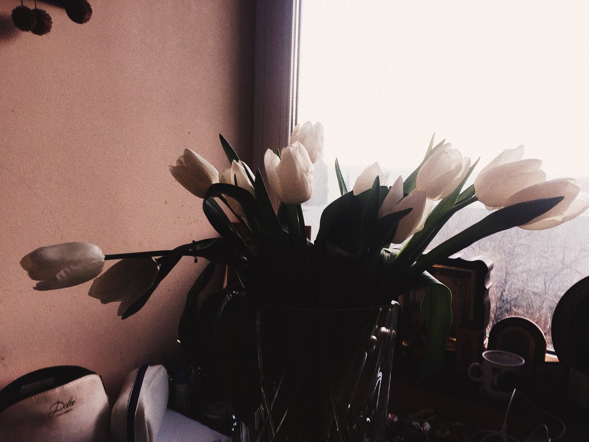 mashavari's tweet photo. мальчики, дарите девушкам тюльпаны https://t.co/EE0AhXauYl
