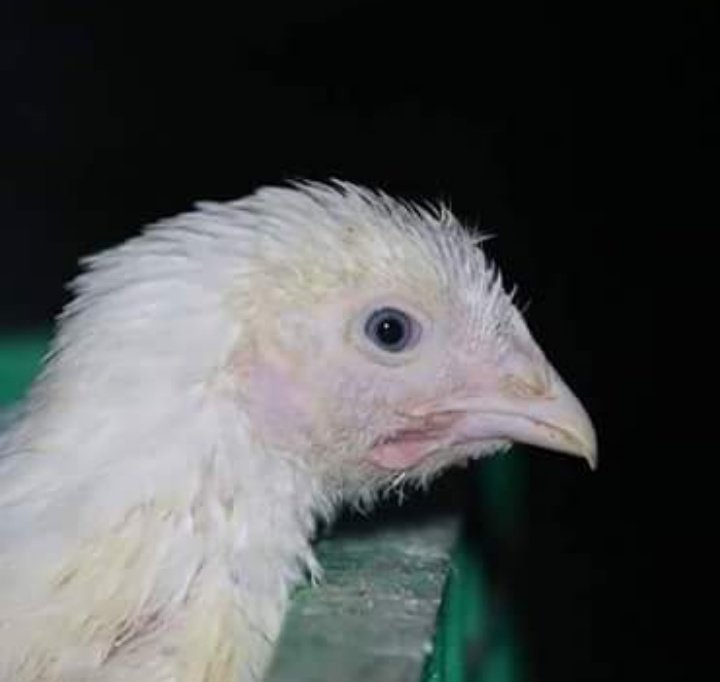 Her first glimpse of freedom outside of a slaughterhouse in Bolton...

Could you slaughter her?

whyveganism.com ❤️