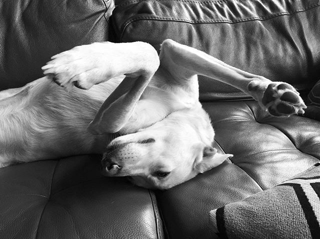 thedigitalgal's tweet photo. Some assembly required #deerordog #potcake #isthisthingbroken https://t.co/Ew8THdfMBz https://t.co/KiwhZ2QoUe