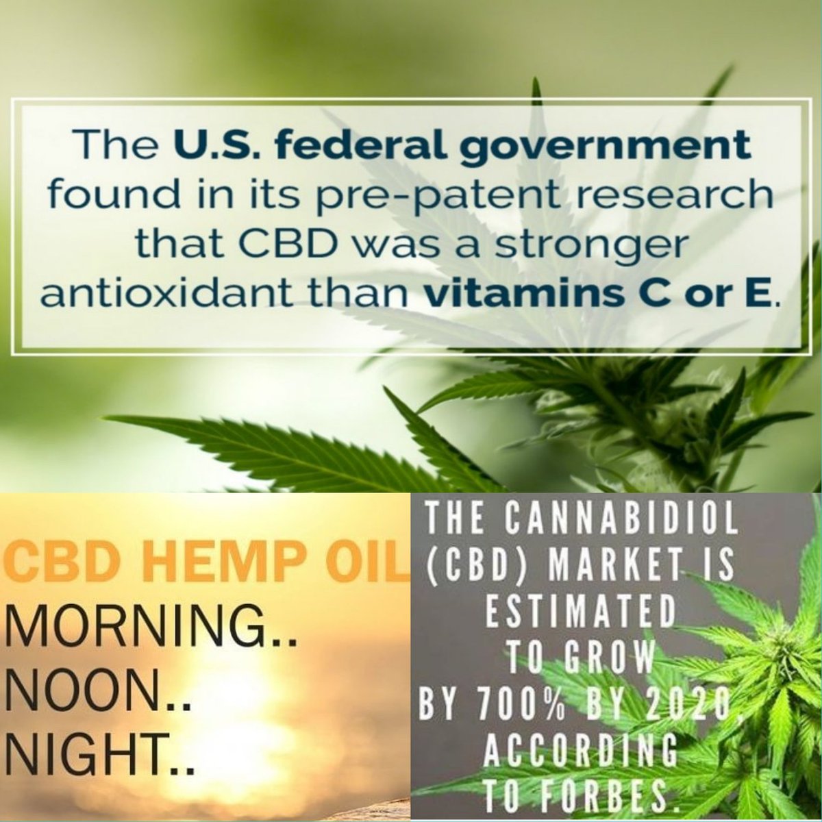 RSStrayer's tweet image. It's ALL hempening!
Our incredible oil is legal in all 50 states &amp;amp; requires no Rx. The benefits are nearly endless!
#getinonthegreenrush
#explodingmarket
#cbdforme
#fromsoiltooil
#godsmedicine
#mothernatureknowsbest
#duchesspmb