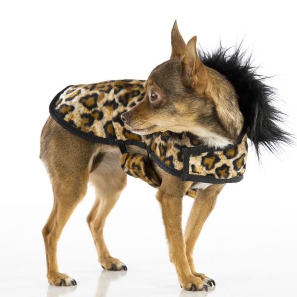 pushpushi's tweet image. Check out our fancy coats for your #dogs.  Wouldn't your pup look great in this:  And 20 %  off --- click here to see more: bit.ly/2EmQakG