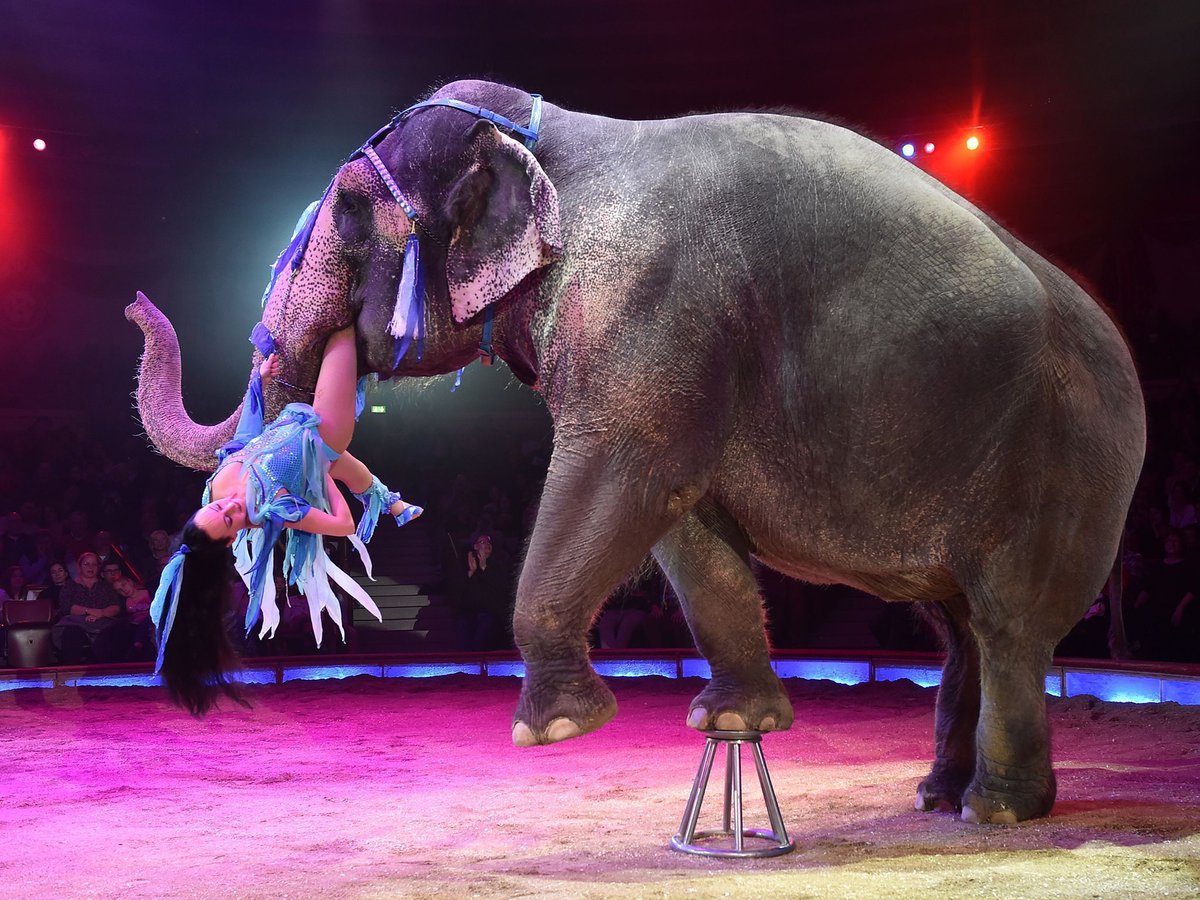 GlobalElephants's tweet photo. Wild animals to be banned from circuses in England by 2020, says Government! #DontBuyATicket #WildlifeWednesday #elephants  https://t.co/2mY4yMrNOO https://t.co/3aVCoPl8sw