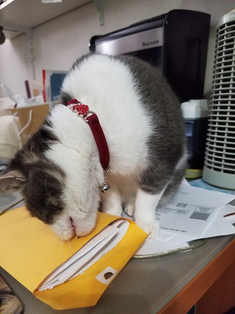 mhtsang718's tweet photo. 😽🐱💓 Helping mom checking ✉️📨📩 #mail  #openingmail #package #helpingout #GoodGirl #cats #CatsOfTwitter #CuteCat #AdoptDontShop #adoptapet #adoptablackcat 🐱😻😽 https://t.co/UzcSEh1dwX