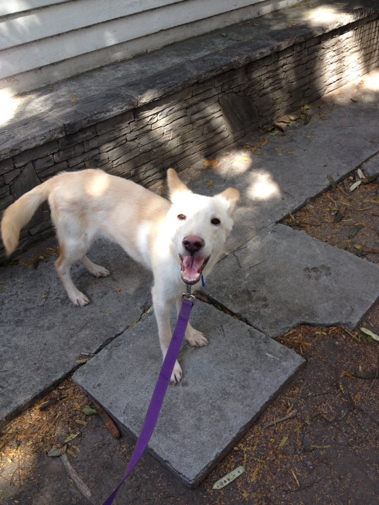 MASCOTASDECALLE's tweet photo. Él es Mateo, un perrito que rescato un señor, esta pensionado, pedimos permiso en la clínica para sacarlo de la jaula y publicarlo. Necesita un hogar, aunque está a salvo una jaula no es lo mejor. Ayudanos #Caracas https://t.co/If9zOWzC4z