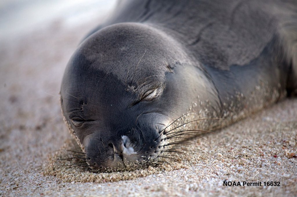 You wouldn’t want to be disturbed if you were taking a nap on the beach, would you? They don’t either. Join Kona Brew Fest beneficiary #kekaiola in protecting marine wildlife. If you see a Hawaiian monk seal, respect the cute and call @TMMC: 808-987-0765
