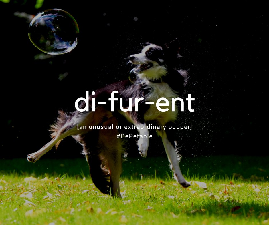 PetableCare's tweet photo. #petpuns #definitions #doggolingo #appforpets #petable #woofwoofwednesday #different https://t.co/mWWdU2rq0B