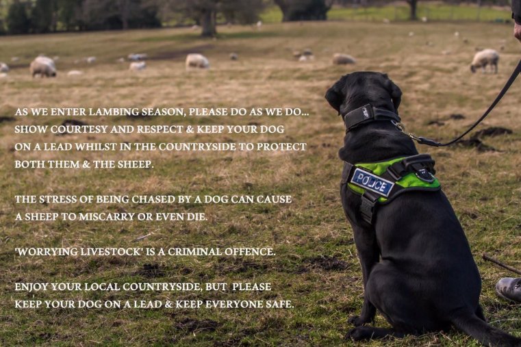 Cumbriapolice's tweet photo. A reminder that it is that time of year again. It's lambing season in the Lake District. Please do as we do and keep your dog on a lead whilst in the countryside. Protect both them and the sheep.
#LambingSeason #Cumbria #Dogs https://t.co/syfQ6jvpcB