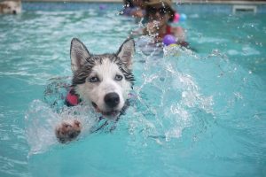 aircon_coolmax's tweet photo. Five Air Conditioning Habits When You Have Pets In Your Home https://t.co/GSSOMnX274