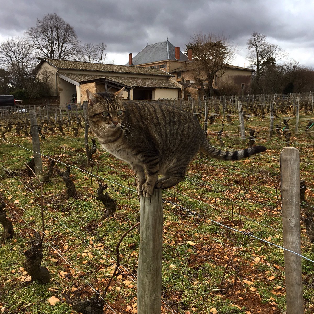 Fin de la taille. Vérification du palissage.