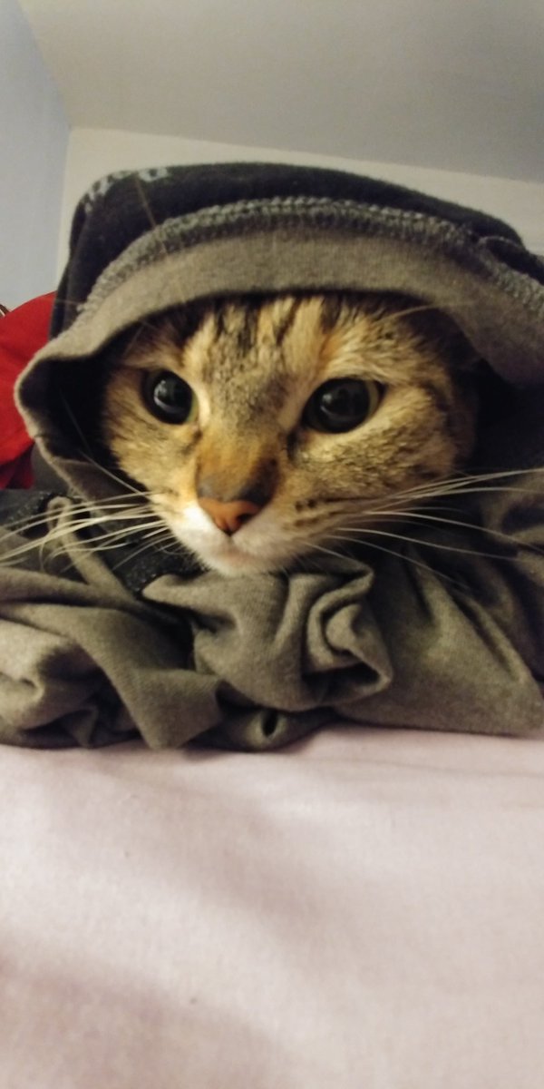 TsunamiGirl721's tweet photo. "Tell Cersei I want her to know it was me. " #GameOfThrones #cerseilannister #ladytyrell #gameofthronesmeme https://t.co/8pE9FblvWu