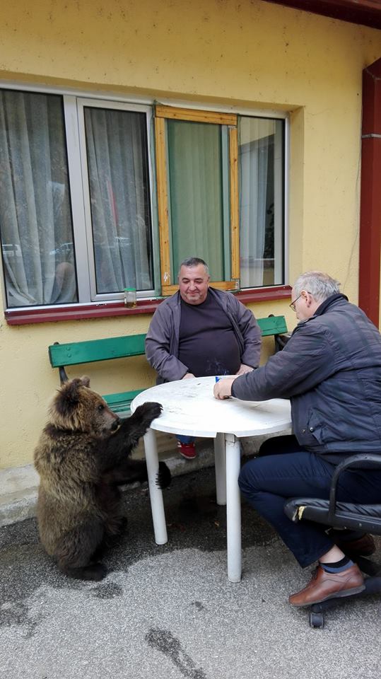 На Козјак на електраната денес се симнало мече 🐻