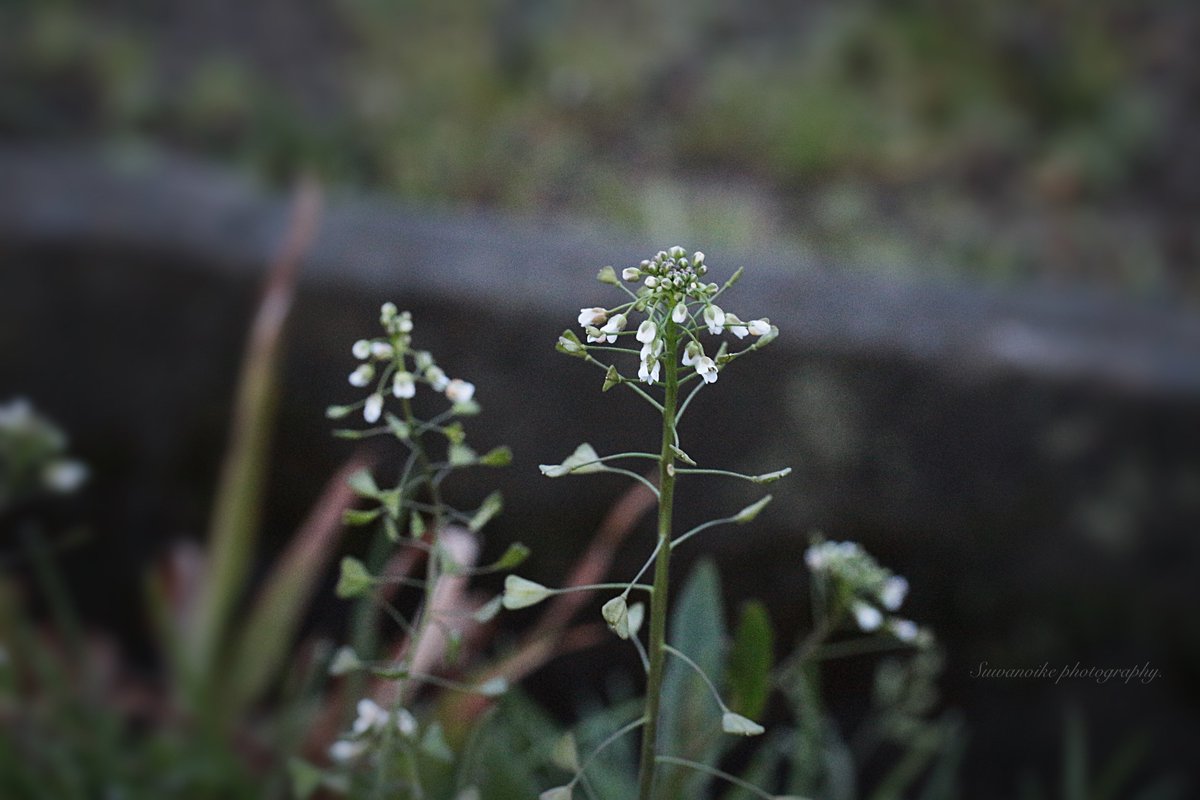 ぺんぺん草 の 花 が 咲き まし たよ