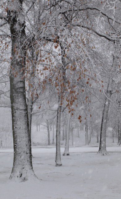 Thanks Mr. Christensen for the pic in Merril Park from today’s nor’easter