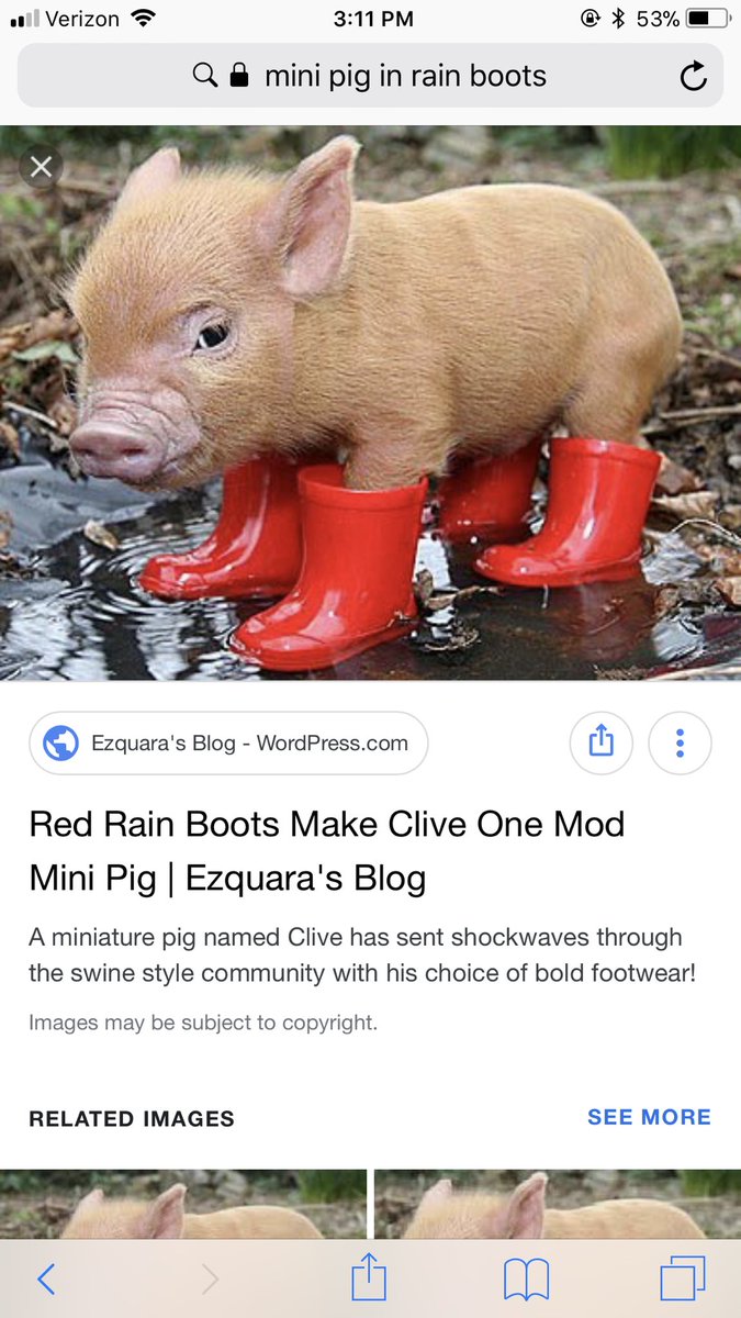 pig in red rain boots