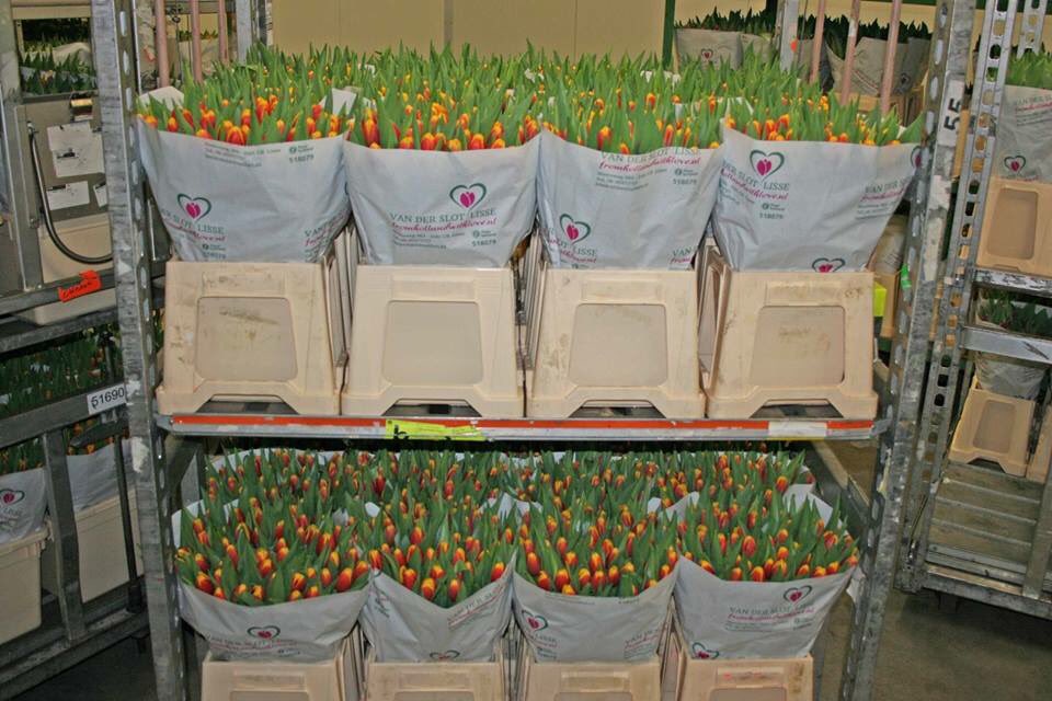 lindavdslot's tweet photo. Morgen aan de klok Tulp Rambo van 70 gram en 47 cm 🌷💪🌷💪🌷💪
➡️ Van der Slot Lisse
#tulippower #rambo #tulips #tulpen #wvwm #klok #klokvoorverkoop https://t.co/KKl6vO77kL