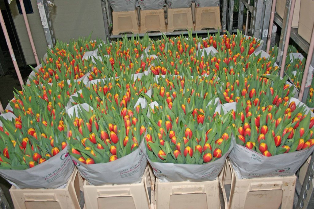 lindavdslot's tweet photo. Morgen aan de klok Tulp Rambo van 70 gram en 47 cm 🌷💪🌷💪🌷💪
➡️ Van der Slot Lisse
#tulippower #rambo #tulips #tulpen #wvwm #klok #klokvoorverkoop https://t.co/KKl6vO77kL