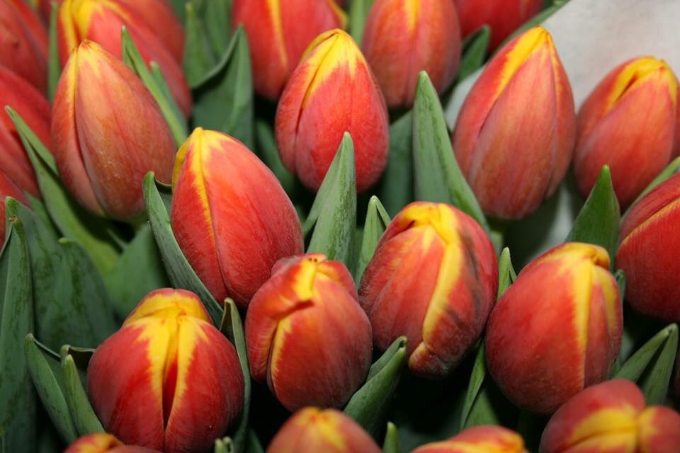 lindavdslot's tweet photo. Morgen aan de klok Tulp Rambo van 70 gram en 47 cm 🌷💪🌷💪🌷💪
➡️ Van der Slot Lisse
#tulippower #rambo #tulips #tulpen #wvwm #klok #klokvoorverkoop https://t.co/KKl6vO77kL
