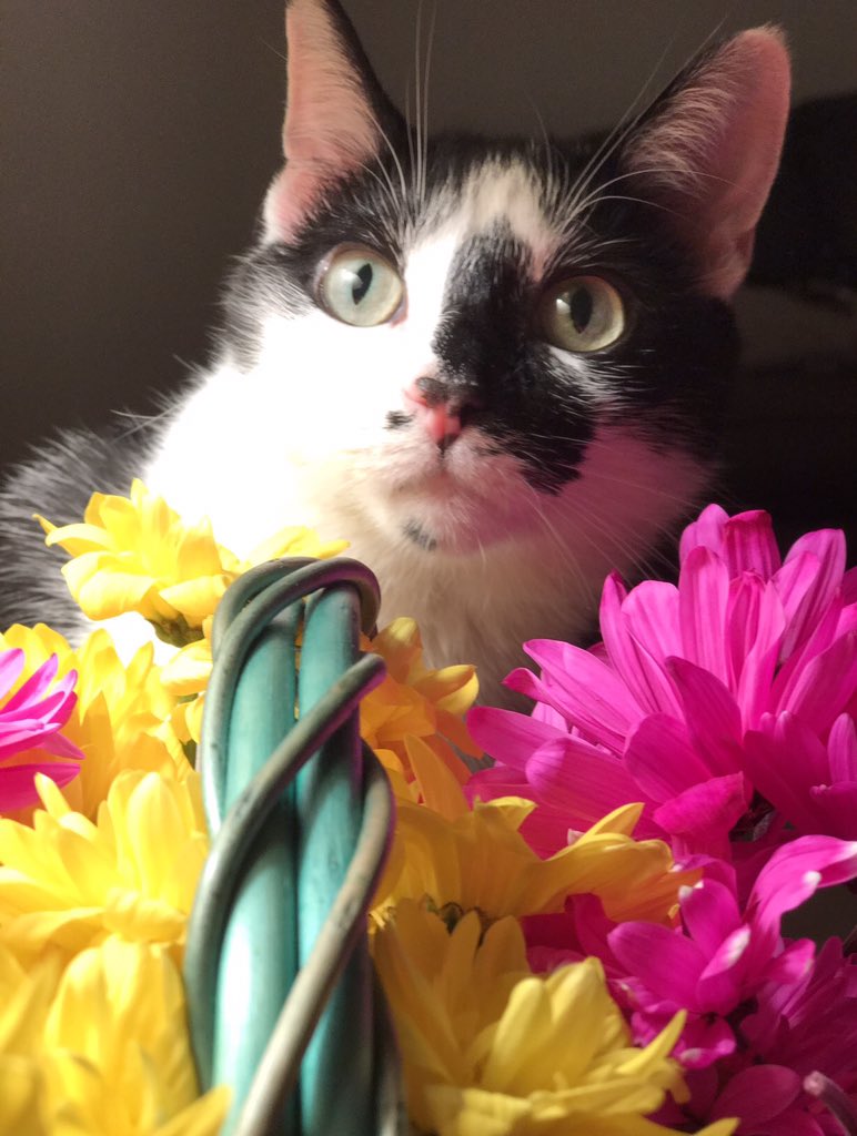 dawnkuntze's tweet photo. Sophie cat says Happy Birthday @TribeTobias #TobiasBirthdayBrigade #tribewithpride https://t.co/nXoMrM2upa