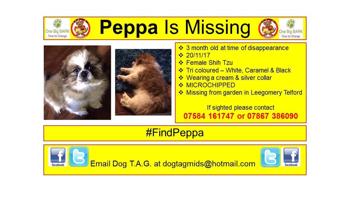 DogTAGMids's tweet photo. #FindPeppa - A shih tzu who was only 3m old when she disappeared in Nov 2017. Where is Peppa now? MICROCHIPPED #scanme π 07584 161747 https://t.co/XLSDbwbns7
