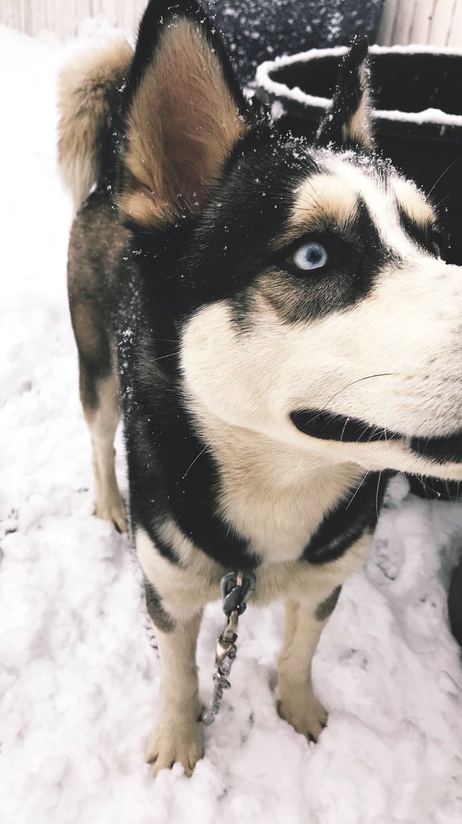 ceciliaainc's tweet photo. my blue-eyed beauty βοΈπ #NinaGirl #SiberianHusky https://t.co/D8h2AIwH8M