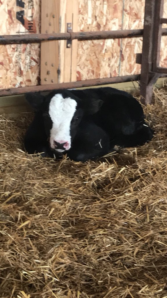 Wieseler20's tweet photo. @TheDailyCowman #baldynation https://t.co/jiO1dEyh4j