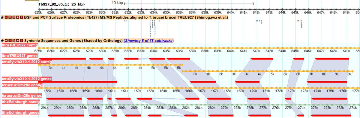 veupathdb's tweet image. #TriTrypDB 36 has new data!  Genome and annotation for: T theileri isolate Edinburgh, T cruzi cruzi strain Dm28c, and T cruzi Sylvio X10/1-2012. Plus Surface Proteomes of T brucei BSF and PCF.