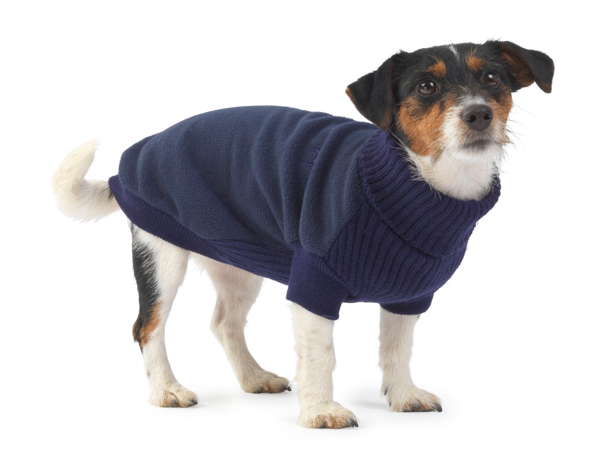 UnitedDogdom's tweet photo. #woofwoofwednesday #dogcoats #dogjumpers #dogshampoos #uniteddogdom #onlineboutique #10% off on first order #bonnieandbailey #danishdesign https://t.co/SL521xtXQP