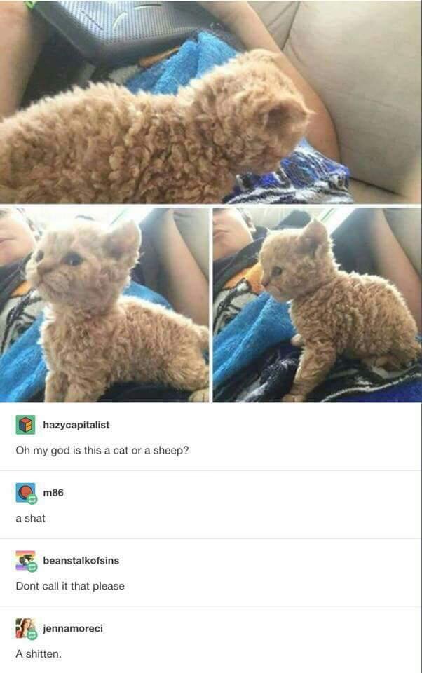 Colette_RAWR's tweet photo. I want you, my curly friend, no matter the name. 😍 https://t.co/zgRnXhVxKw