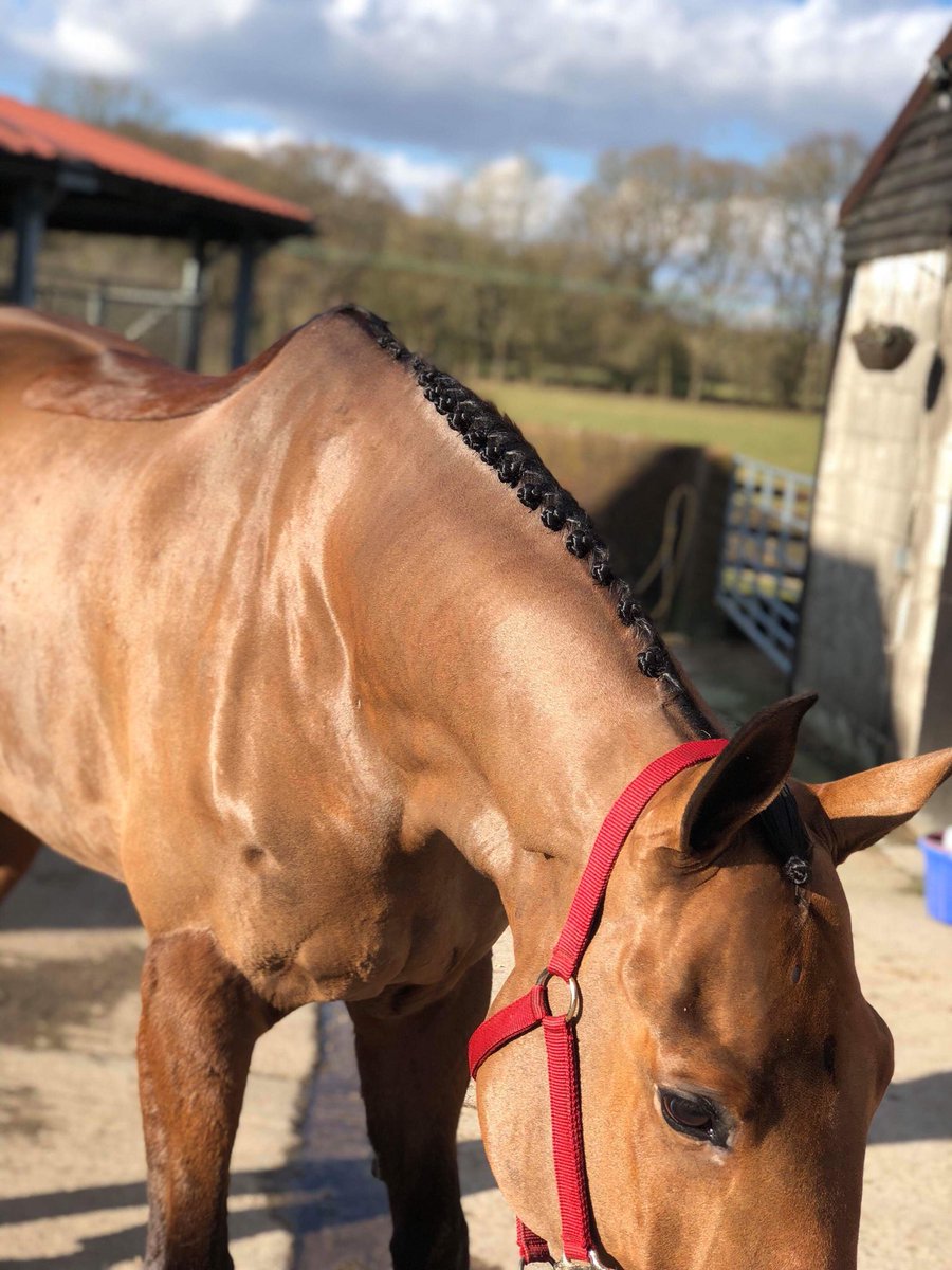 The Billy Stud (@thebillystud) on Twitter photo While our jumpers are out in Spain <a href="/Sunshinecadiz/">Andalucía Sunshine Tour</a> having a successful few weeks so far, the eventers have been braving the british weather ahead of the season. Picture of Billy Walk On by Billy Mexico ready for his first event of 2018 @TweseldownRC #breedingchampionsforthefuture While our jumpers are out in Spain <a href="/Sunshinecadiz/">Andalucía Sunshine Tour</a> having a successful few weeks so far, the eventers have been braving the british weather ahead of the season. Picture of Billy Walk On by Billy Mexico ready for his first event of 2018 @TweseldownRC #breedingchampionsforthefuture