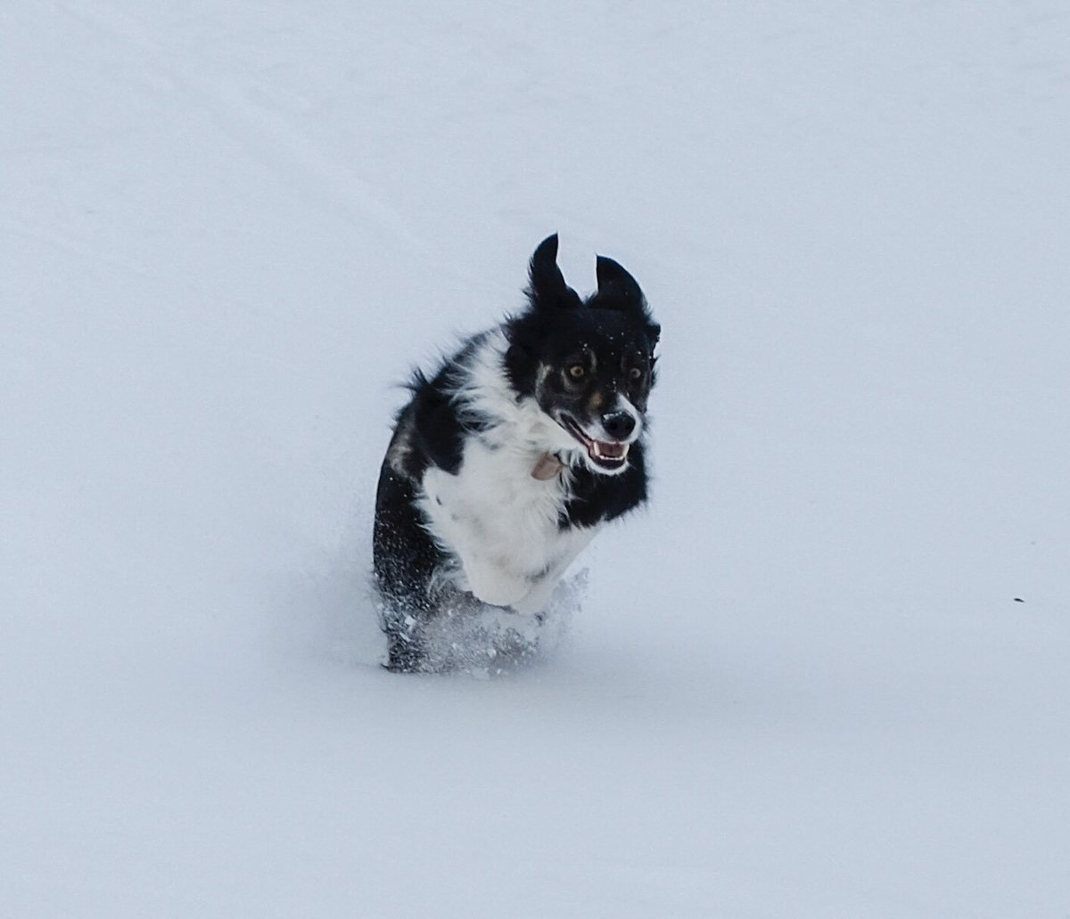 3dogmis's tweet image. Today, I run for pure, absolute joy. - L Lomong #runwithdogs #winterdogwalk #doglovers