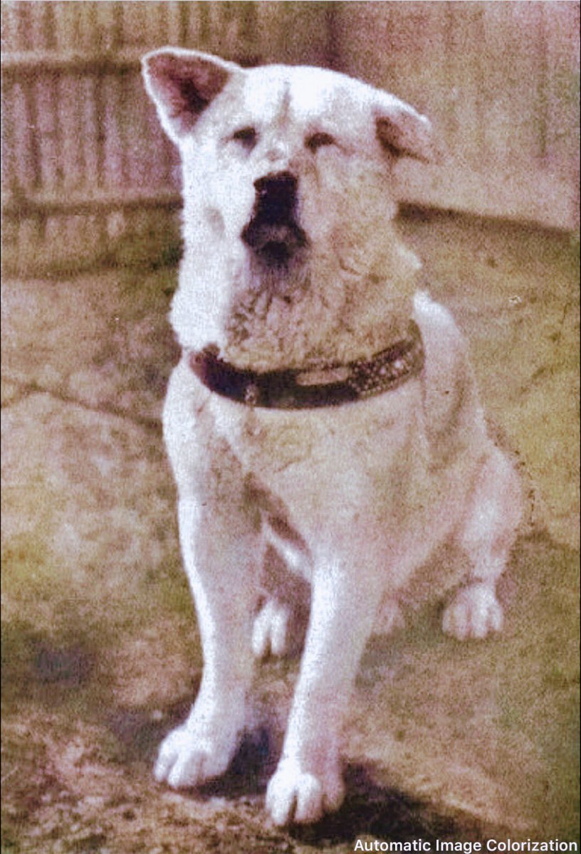 83年前の今日。1935年3月8日午前6時過ぎ。「忠犬ハチ公」ことハチが