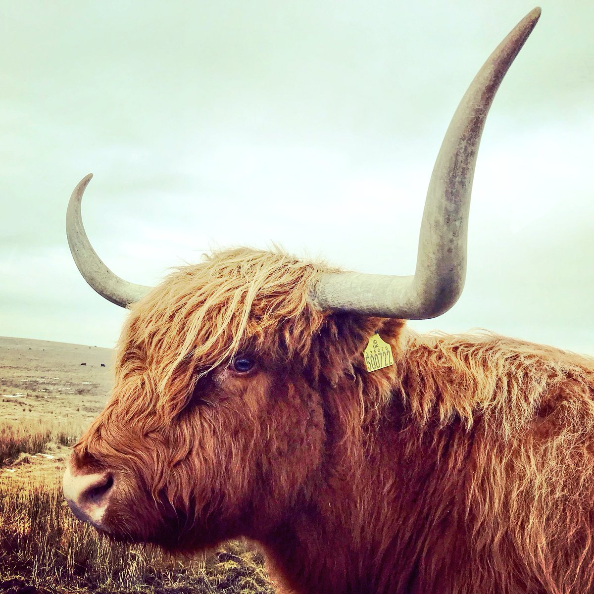 hilltopfarmgirl's tweet photo. A Highland Coo refuses to budge from the road between Settle and Malham today, we pipped our horn, she replied 'Call that a horn?' https://t.co/HAfOYIWHNk