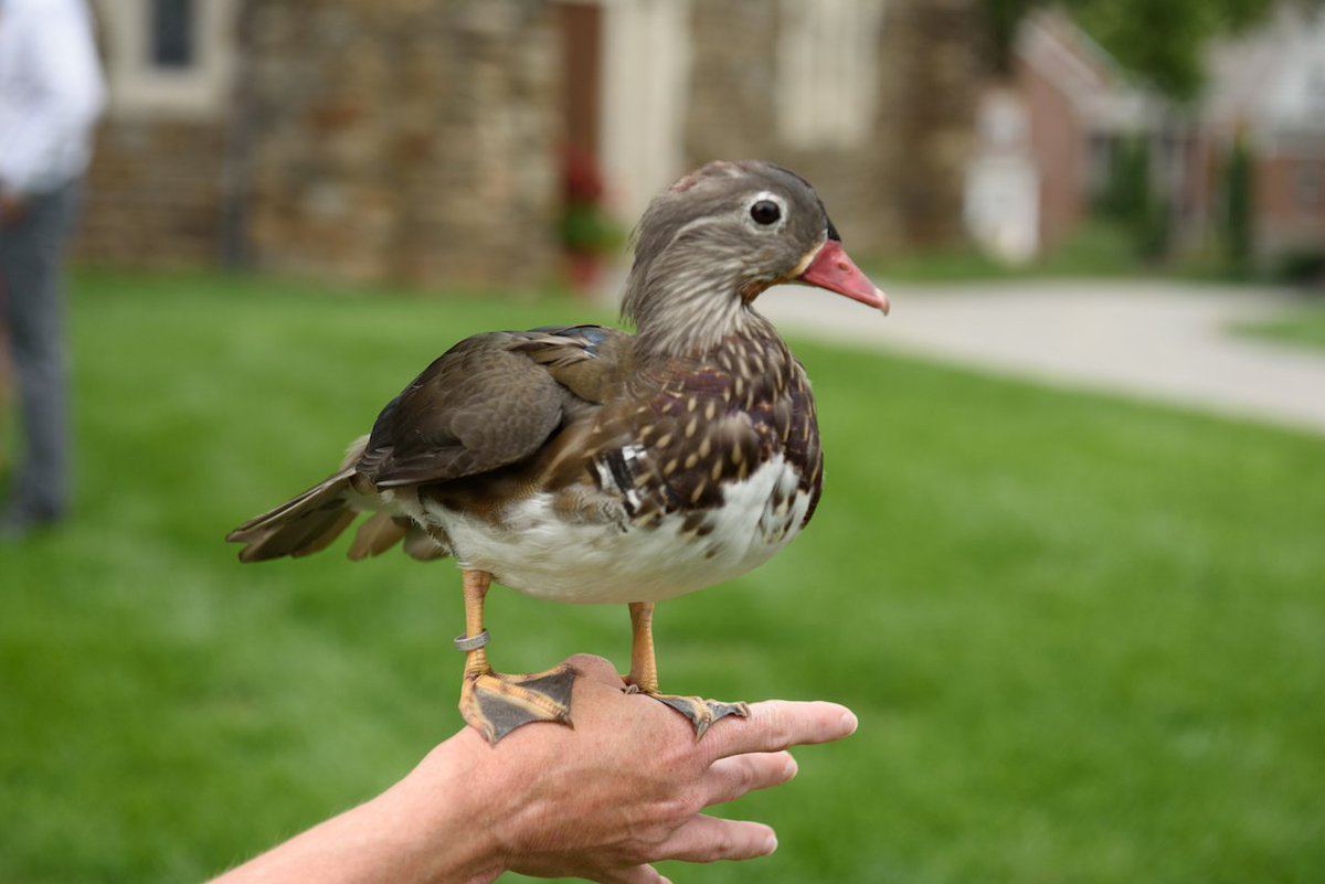 KentPresents's tweet photo. Snapshots, July 2017. #KentPresents enjoying feather filled fun thanks to our friends at @LRWC_ducks! #lrwc #waterfowl #ideasfestival #kentconnecticut #kentschool https://t.co/ZjVCO4opnB