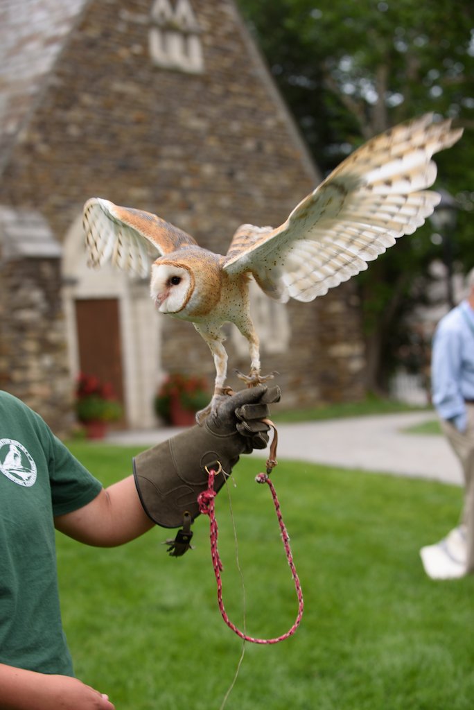 KentPresents's tweet photo. Snapshots, July 2017. #KentPresents enjoying feather filled fun thanks to our friends at @LRWC_ducks! #lrwc #waterfowl #ideasfestival #kentconnecticut #kentschool https://t.co/ZjVCO4opnB