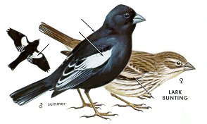 MadeInCoGifts's tweet photo. The #LarkBunting #Colorado state bird! @visitpagosa @Colorado https://t.co/1Yt0UQxJTE https://t.co/uIUpi15LEV