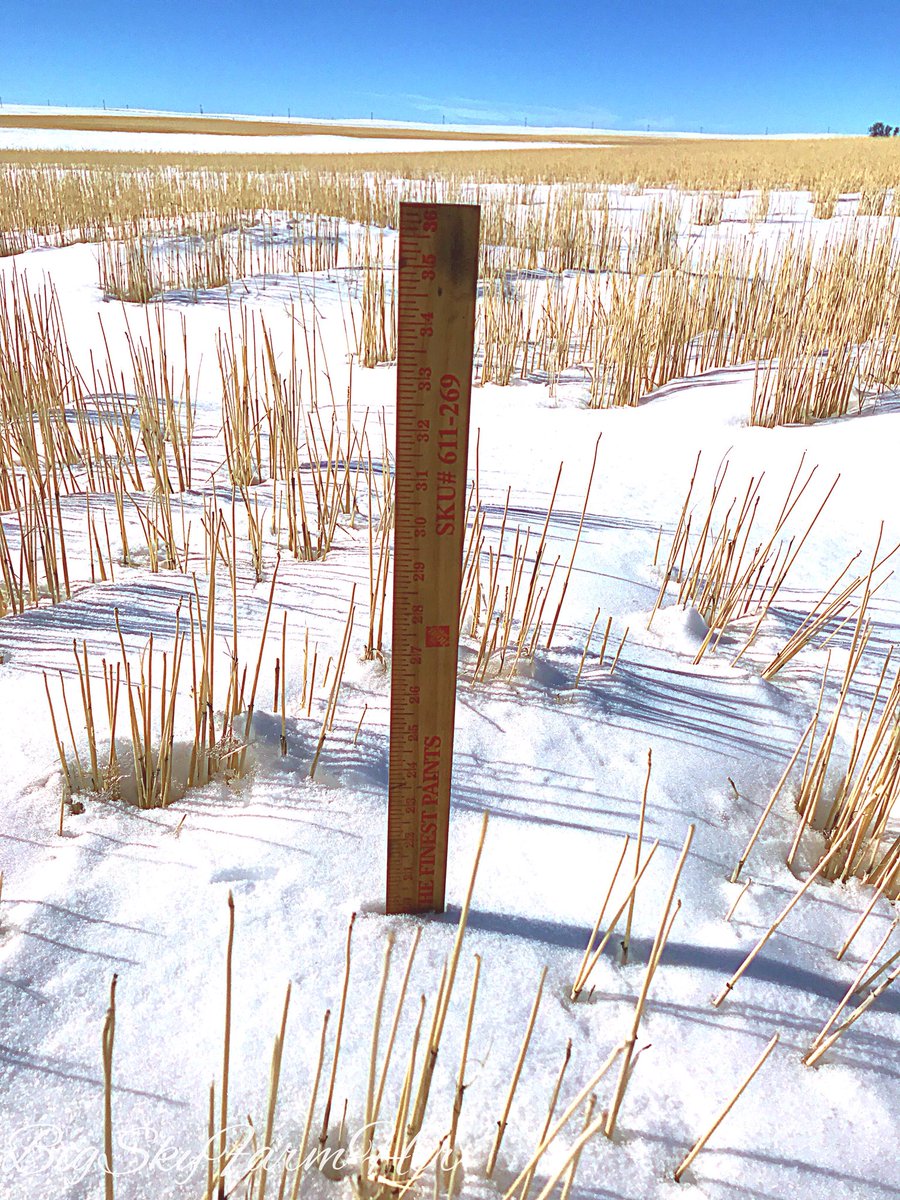 bigskyfarmher's tweet photo. It’s hard to get a representative sample in our fields — but I measured from 18-23” today in our fields east of Broadview @NWSBillings #mtwx #agtwitter #plantdelay https://t.co/dzM5f57cot