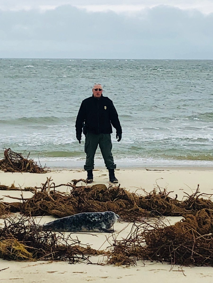 MAEnviroPolice's tweet photo. This afternoon on Nantucket, Sergeant Brighenti assisted a seal pup that had become separated from its mother after finding itself ensnared in debris on the beaches from the recent nor'easter. https://t.co/UubbR9hcsG