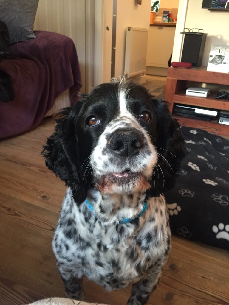 A break from the norm, meet Harvey, my baby boy #cockerspaniel #workingcocker #lovemydog