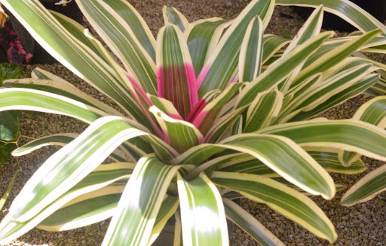 tc_nursery's tweet photo. We have beautiful bromeliads, palm trees, farms, soil and much more!!! Visit us today!!
T&amp;C Trimming and Cutting Nursery 
👇👇👇 
16650 Griffin Rd, Southwest Ranches, FL 33331 https://t.co/z1Bzn3cVAI
