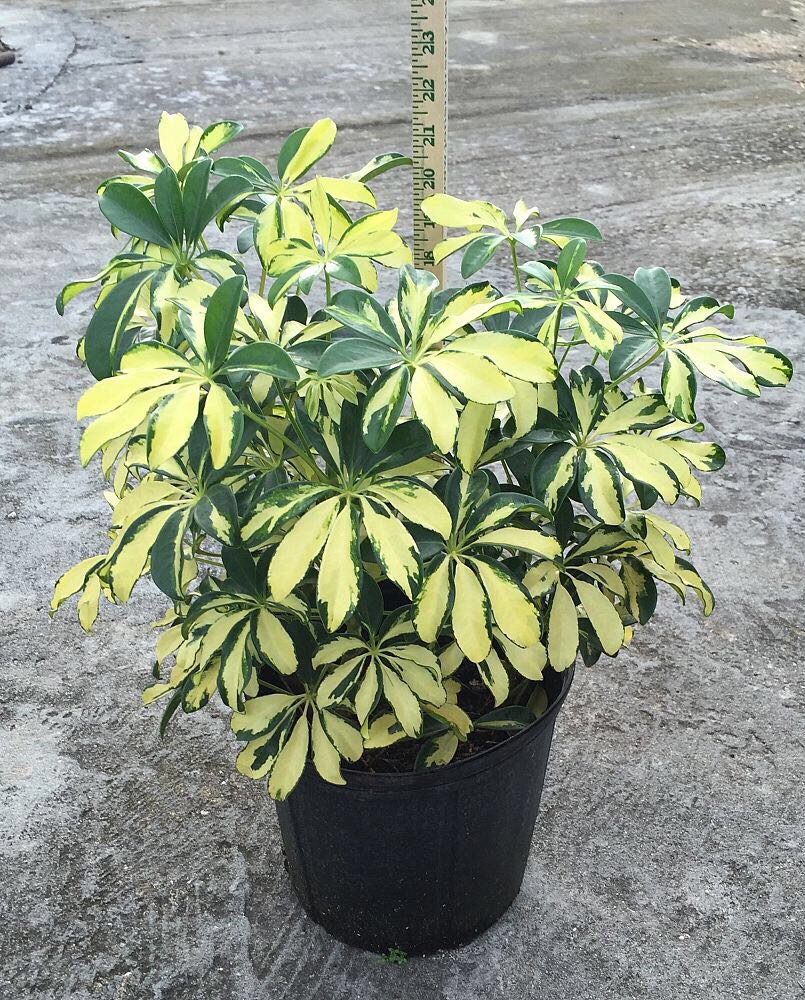 tc_nursery's tweet photo. We have beautiful bromeliads, palm trees, farms, soil and much more!!! Visit us today!!
T&amp;C Trimming and Cutting Nursery 
👇👇👇 
16650 Griffin Rd, Southwest Ranches, FL 33331 https://t.co/z1Bzn3cVAI