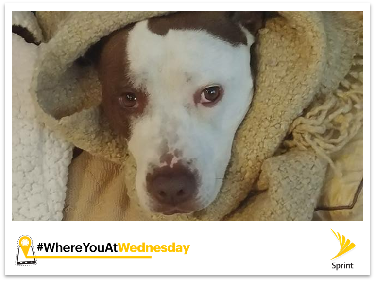 #WhereYouAtWednesday - Well this girl is inside trying to stay warm through this cold #snowday w/ #thundersnow in #NewJersey!  #Sprint4NYNJ has you covered with <a href="/hulu/">Hulu</a> Hulu  as you bundle up at home across the region! #Quinn are you done yet?  This girl is ready for #Spring!